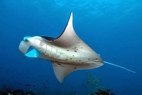 Underwater photo of large winged ray (Manta birostris) giant ray popular name devil ray swims
