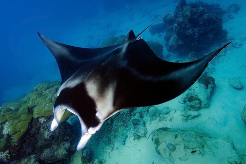 Underwater photo of coastal reef manta ray (Mobula alfredi) synonym ray common name devil ray swims