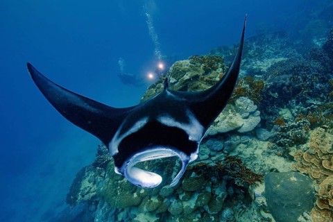 Underwater photo of coastal reef manta ray (Mobula alfredi) synonym ray common name devil ray