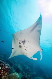 Underwater photo Backlit photograph of reef manta ray (Mobula alfredi) living close to shore