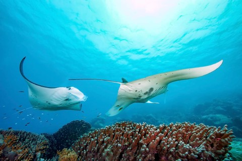 Underwater photo of two specimens of reef manta rays (Mobula alfredi) living close to shore Synonym