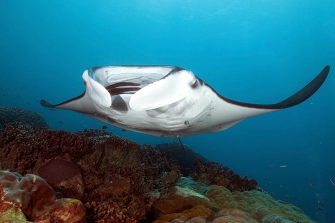 Underwater photo of coastal reef manta ray (Mobula alfredi) synonym ray common name devil ray swims