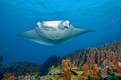 Underwater photo of nearshore reef manta ray (Mobula alfredi) synonym common name devil ray swims