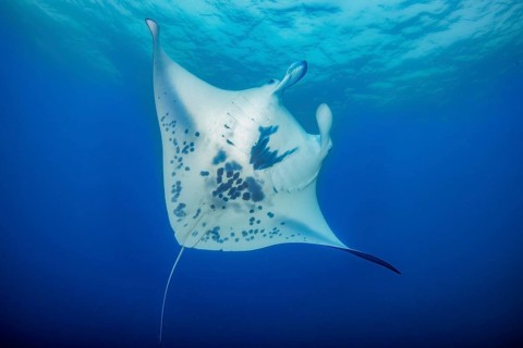 Underwater photo of giant ray Manta (Manta birostris) plankton eater swimming through open sea,