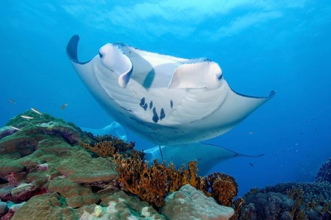 Underwater photo of coastal reef manta ray (Mobula alfredi) synonym common name devil ray swimming