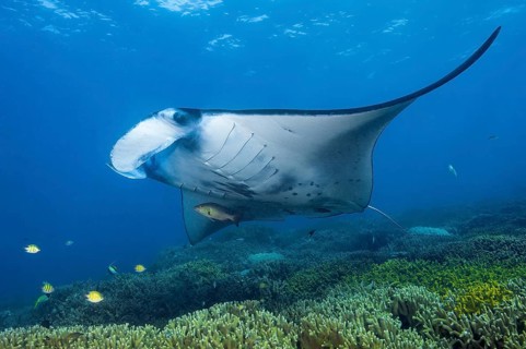 Underwater photo of coastal reef manta ray (Mobula alfredi) synonym ray common name devil ray swims