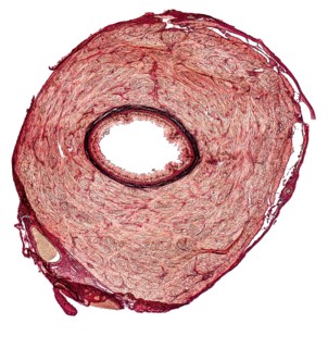 Microscopic cross section showing the vas deferens of a rat
