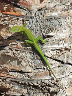 Small green lizard on bark in sunny ambiance