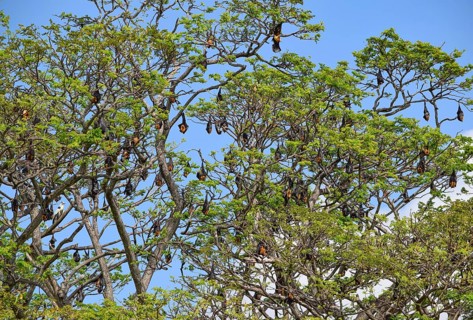 Treetop including lots of resting megabats seen in Sri Lanka