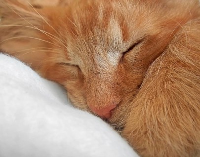 Portrait detail of a sleeping young Maine-Coon Cat