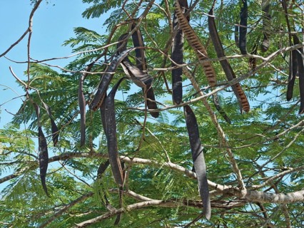 Delonix regia tree with legume fruits at the Dominican Republic, a island of Hispanola wich is a