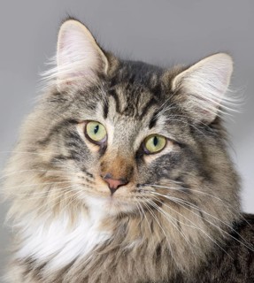 Portrait of a Norwegian Forest Cat