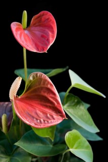 Detail of a red Flamingo Flower in black back