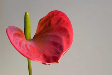 Detail of a red Flamingo Flower in light grey back