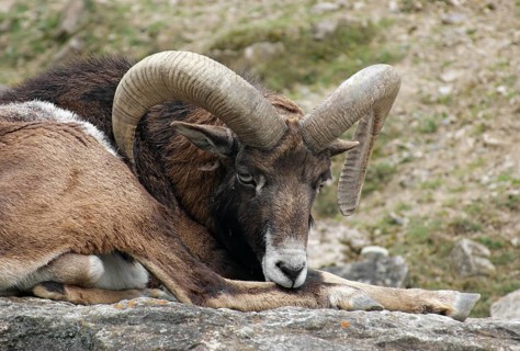 Detail shot of a mouflon while resting in stony ambiance