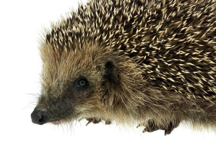 Low angle sideways hedgehog portrait. Studio photography in white back