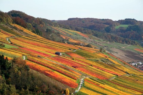 Idyllic rural autumn scenery with lots of colorful vineyards at the Kochertal in Southern Germany