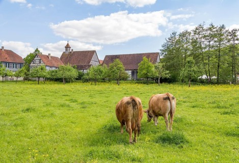 Two cows on a green meadow near a small idyllic village