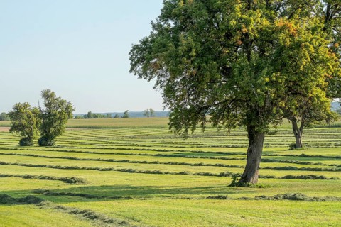 Mowed meadow with fruit trees at late summer time