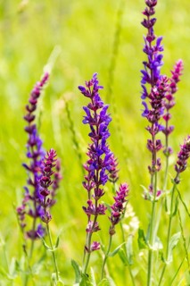 Woodland sage flowers closeup in green sunny ambiance