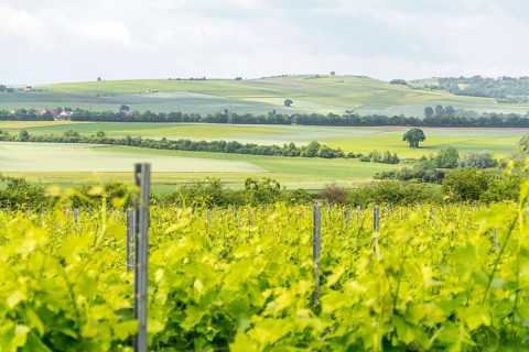 Winegrowing scenery around Loerzweiler in the Rhineland-Palatinate in Germany at spring time