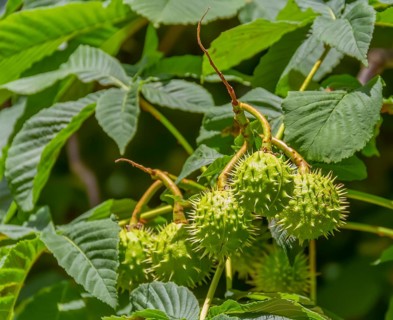 Detail shot of some fresh green horse chestnut fruits on a tree