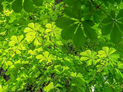 Full frame backdrop showing lots of sunny illuminated chestnut leaves