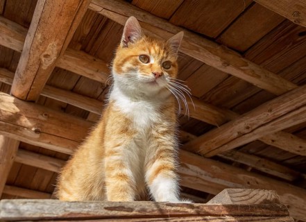 Low angle shot of a red kitten in woody ambiance