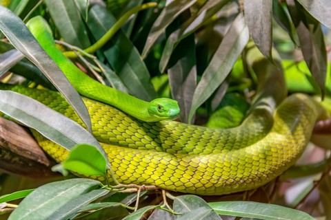 Western green mamba in green foliage ambiance