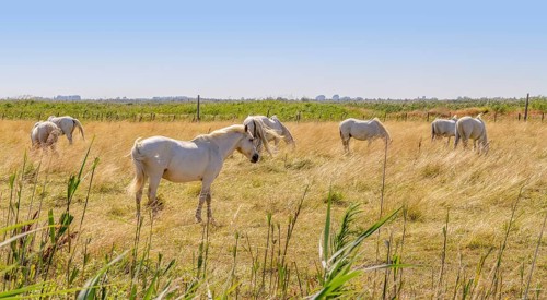 Some Camargue horses seen in in the Camargue, a area in Southern France