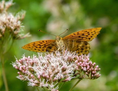 Silver-washed fritillary butterfly resting on a flower head in natural back
