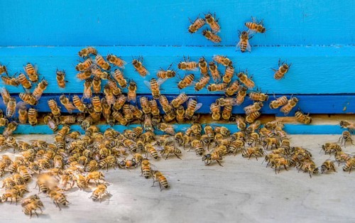 A beehive entrance with lots of bees