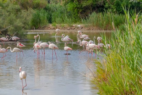 Riparian scenery including some flamingos around the Regional Nature Park of the Camargue in
