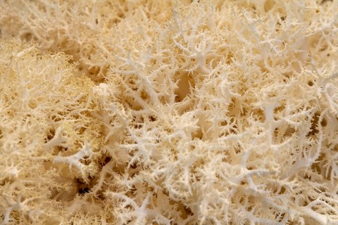 Full frame abstract Hericium mushroom closeup