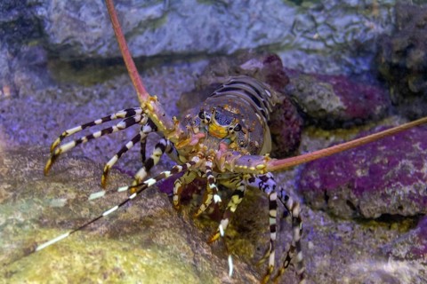 Colorful spiny lobster in natural underwater ambiance