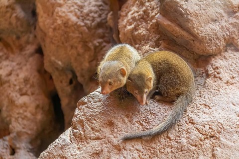 Rock hyrax on rock formation in stony ambiance