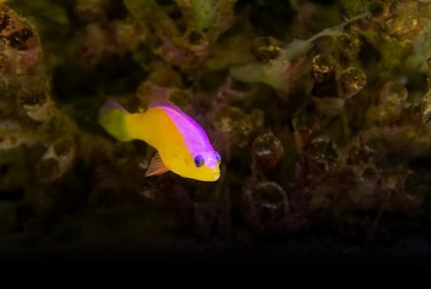 Purple-top dottyback fish in natural coral reef ambiance