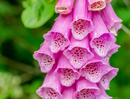 Closeup shot of common foxglove flowers in natural vegetation ambiance
