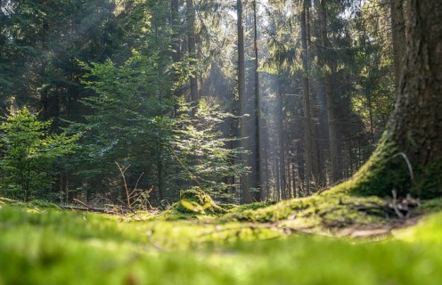 Sunny illuminated low angle forest scenery with moss and ground cover vegetation