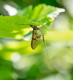 Mayfly on green leaf in sunny ambiance