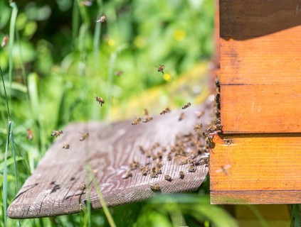 Entrance of a beehive with lots of bees in sunny ambiance