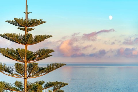 Coastal scenery showing a Norfolk Island pine in front of open sea at evening time