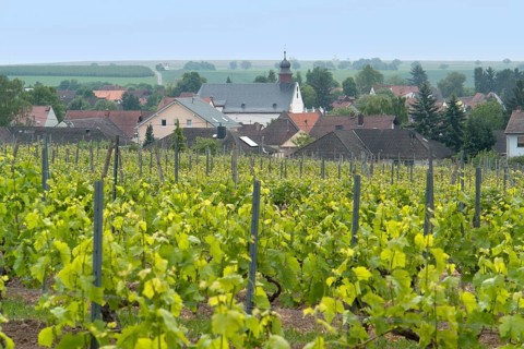 Idyllic scenery at the wine region Rheinhessen around Loerzweiler in the Rhineland-Palatinate in