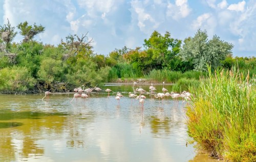 Riparian scenery including some flamingos around the Regional Nature Park of the Camargue in