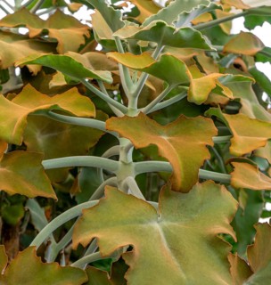 Detail shot of some felt bush leaves