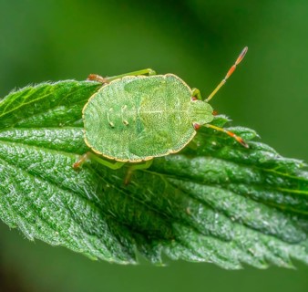 Macro shot showing the nymph of a Green shield bug resting on a nettle leaf