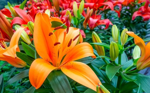Full frame shot showing some orange and red lily flowers