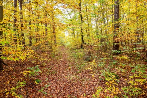 Colorful autumn forest scenery seen around Hardheim, a municipality in the district of