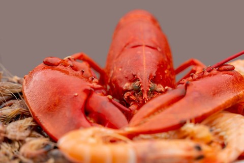 Closeup shot of a cooked lobster and some other crayfish on a plate in grey back