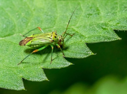 Low angle macro shot of a potato capsid at the edge of a green leaf